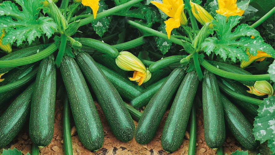 «Скромный» овощ кабачок: польза для здоровья и фигуры