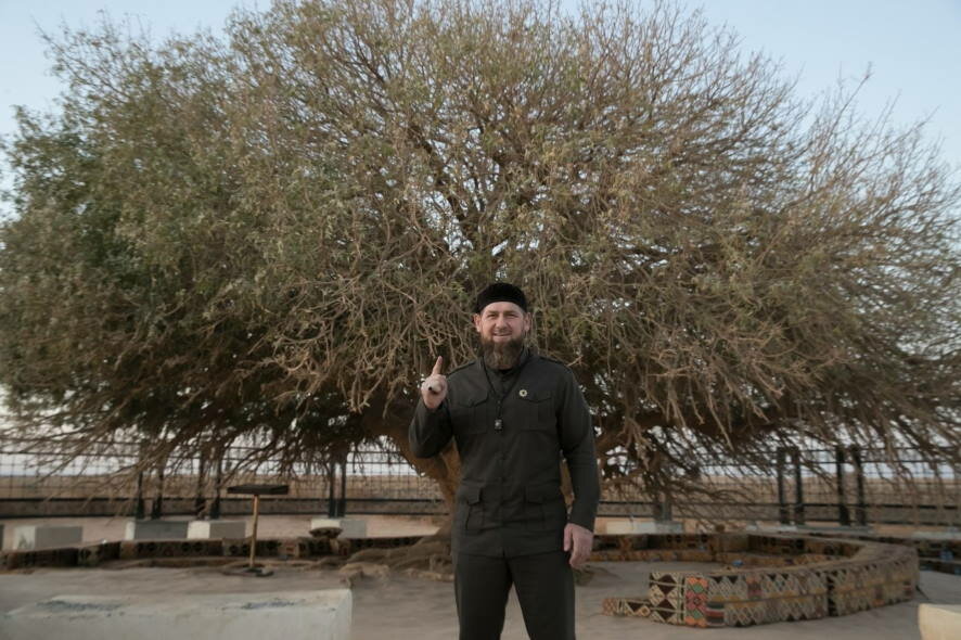В Чеченскую Республику из Иордании доставлен отросток дерева, под которым отдыхал Пророк Мухаммад