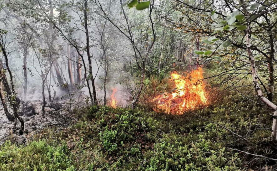 26 лесных пожаров на площади 170 га ликвидированы в Мурманской области в этом году