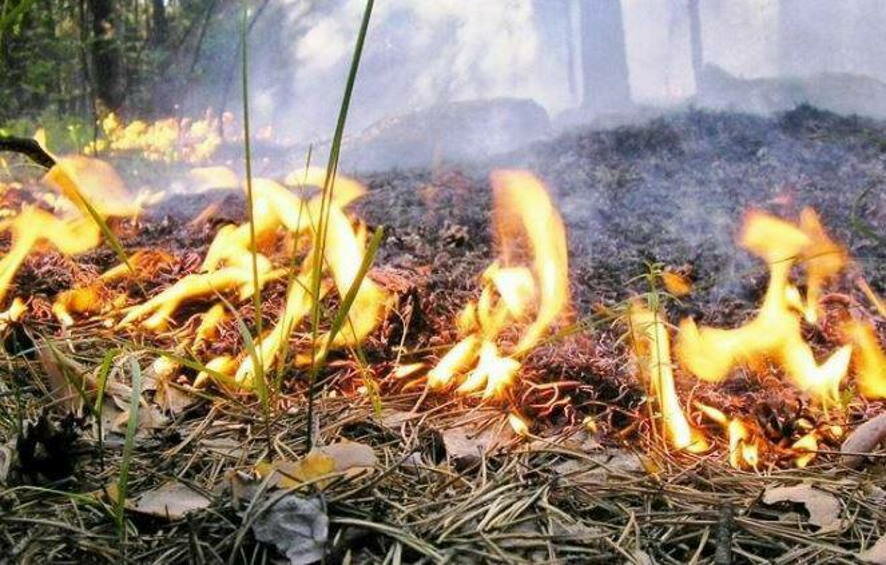 МЧС: лесной пожар в Геленджике жилым домам не угрожает