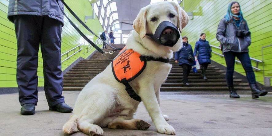 В московском метро в сентябре возобновится обучение собак-проводников