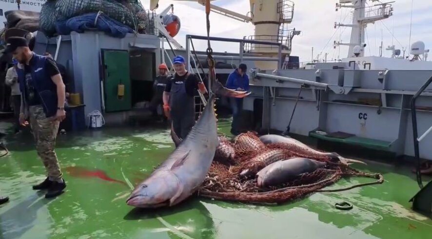 Российские рыбаки выловили тунцов-гигантов у берегов Курил