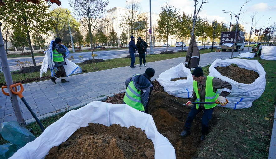 Весной в Саратове планируют высадить 400 крупномеров и 2,6 тысячи кустарников