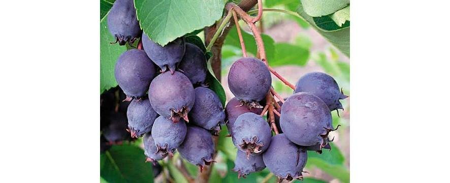 Многоликая «винная ягода», которая не содержит белков и жиров