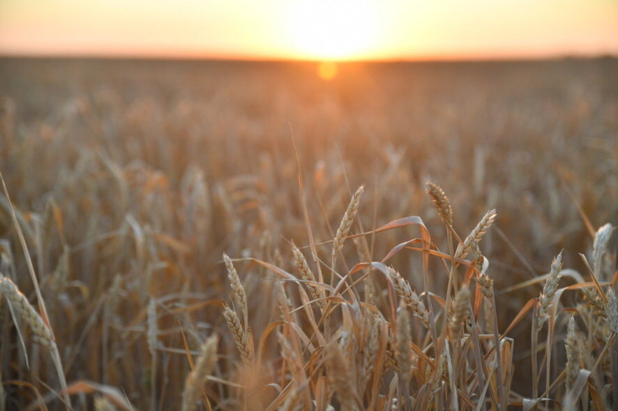 В Саратовской области собрано 6 млн тонн зерна
