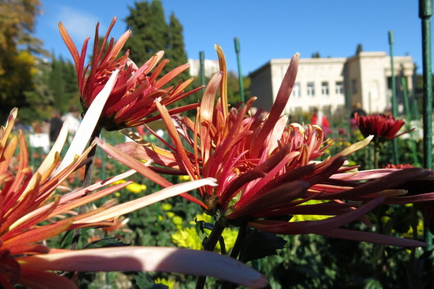 Традиционный «Бал хризантем» в Никитском ботаническом саду в этом году стартует 27 октября