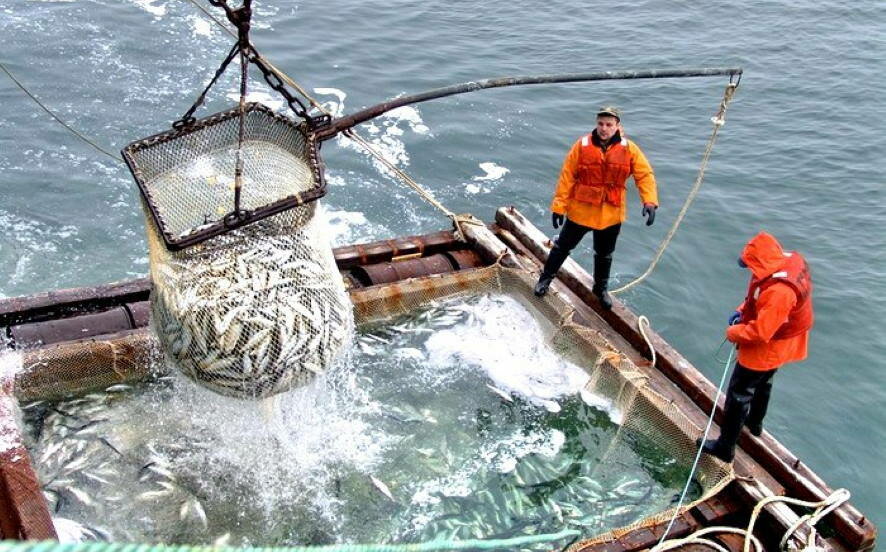 С начала года российские рыбаки нарастили вылов почти на 5%