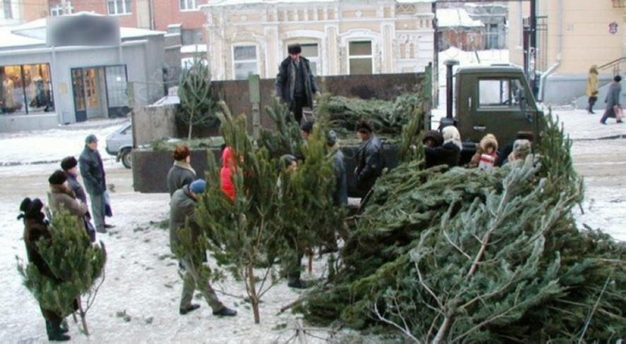 В Саратовской области заготовят 17 тысяч новогодних елок