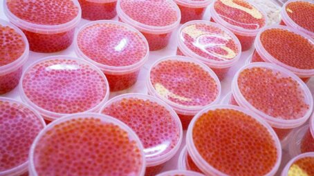 Колымские рыбаки установили рекорд последних 20 лет, освоив больше 15 тысяч тонн красной рыбы