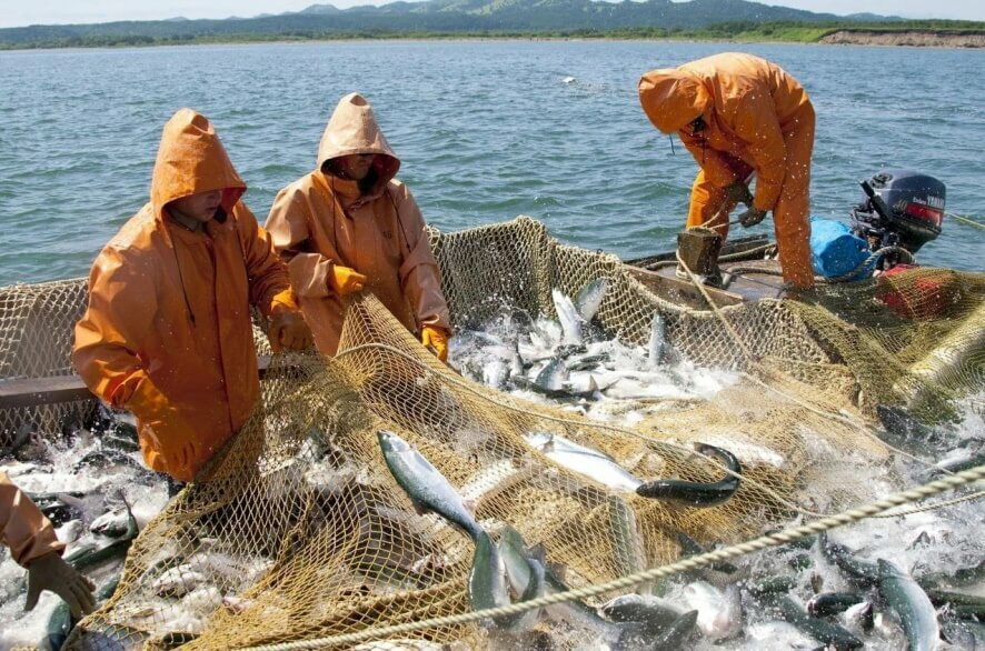 В Дальневосточном рыбохозяйственном бассейне с начала года выловлено более 3 млн тонн рыбы и морепродуктов