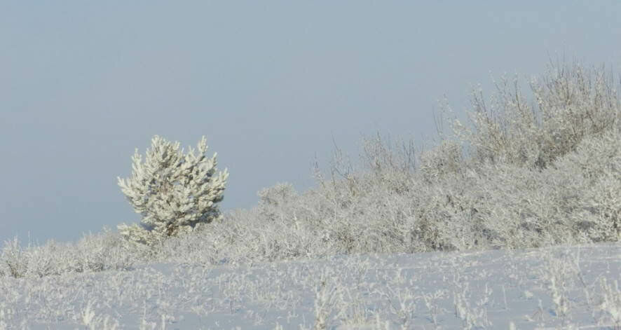 Штормовое предупреждение объявили из-за морозов в Алтайском крае