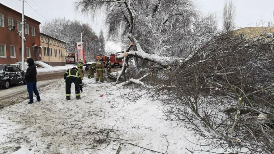 Из-за снегопада в Курске упало 147 деревьев