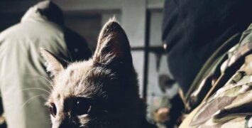 Аэрофлот открыл отдельную стойку регистрации для пассажиров с животными