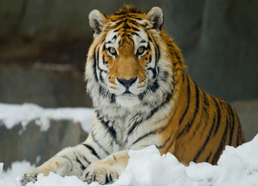 В Хабаровском крае местные жители обнаружили свежие следы тигра размером с человеческую ладонь