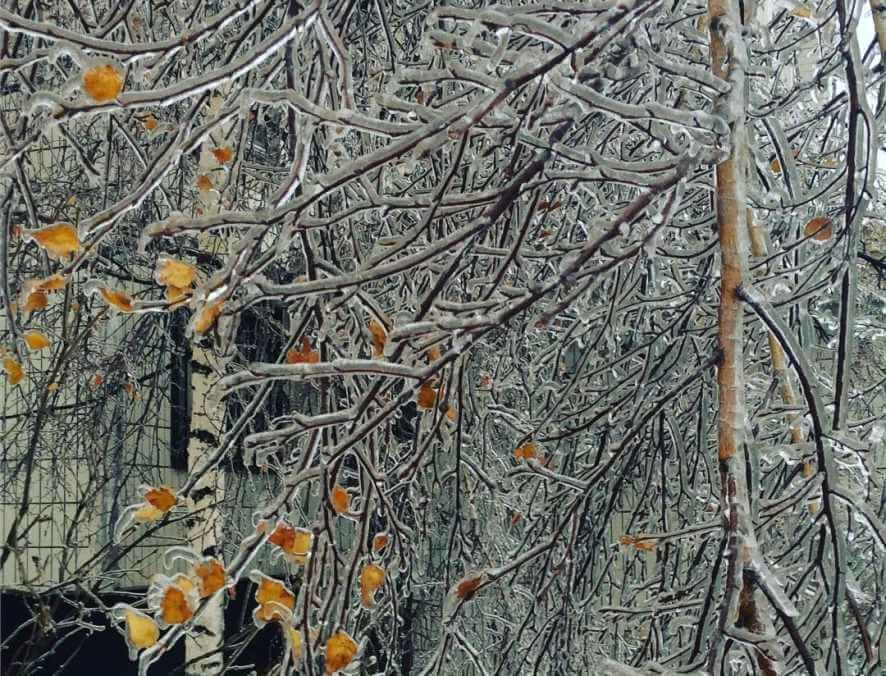 Ледяной дождь, поваливший деревья и провода в Ростовской области, идет на Москву