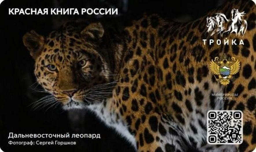 Дальневосточный леопард из Приморского края появился на транспортных картах «Тройка» Московского метрополитена