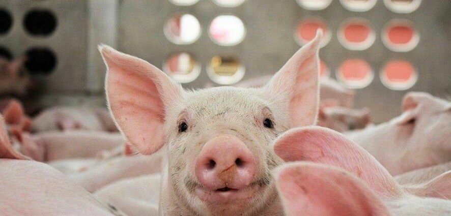 В Бурятии значительно увеличат производство свинины