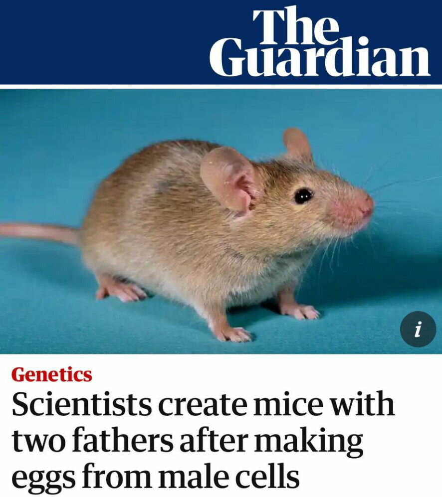 The Guardian: Японские ученые создали мышей с двумя отцами из яйцеклеток от мужских клеток