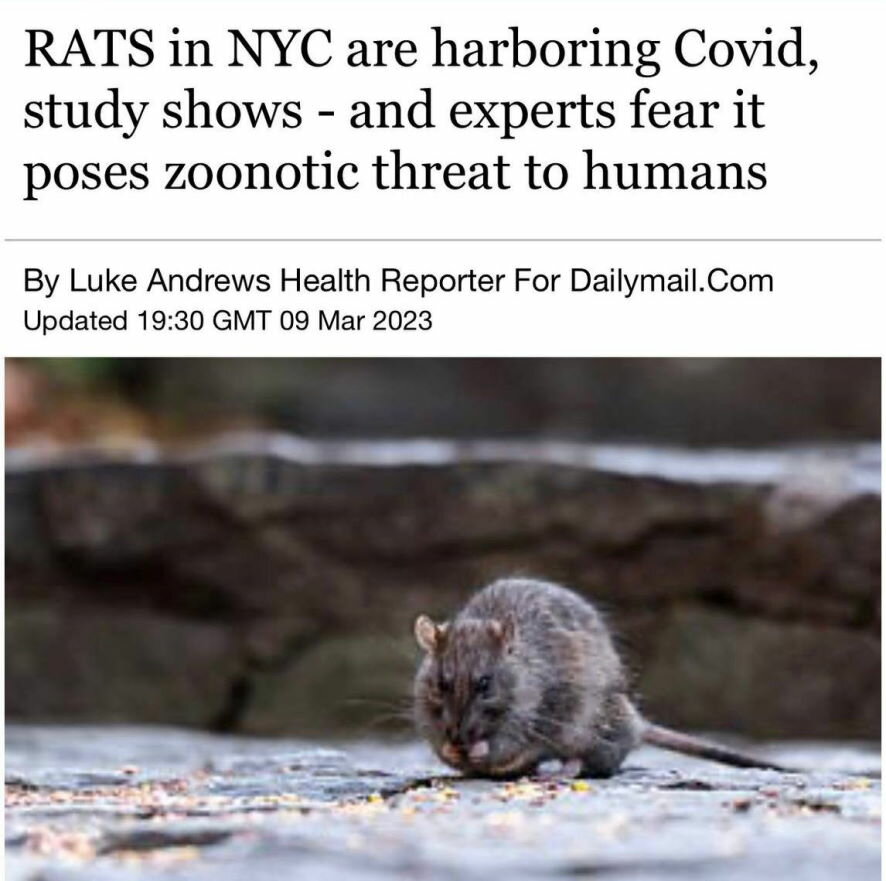 Крысы в Нью-Йорке могут быть переносчиками Covid