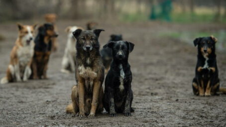 Губернатор Магаданской области подписал закон, разрешающий в регионе усыплять бродячих животных