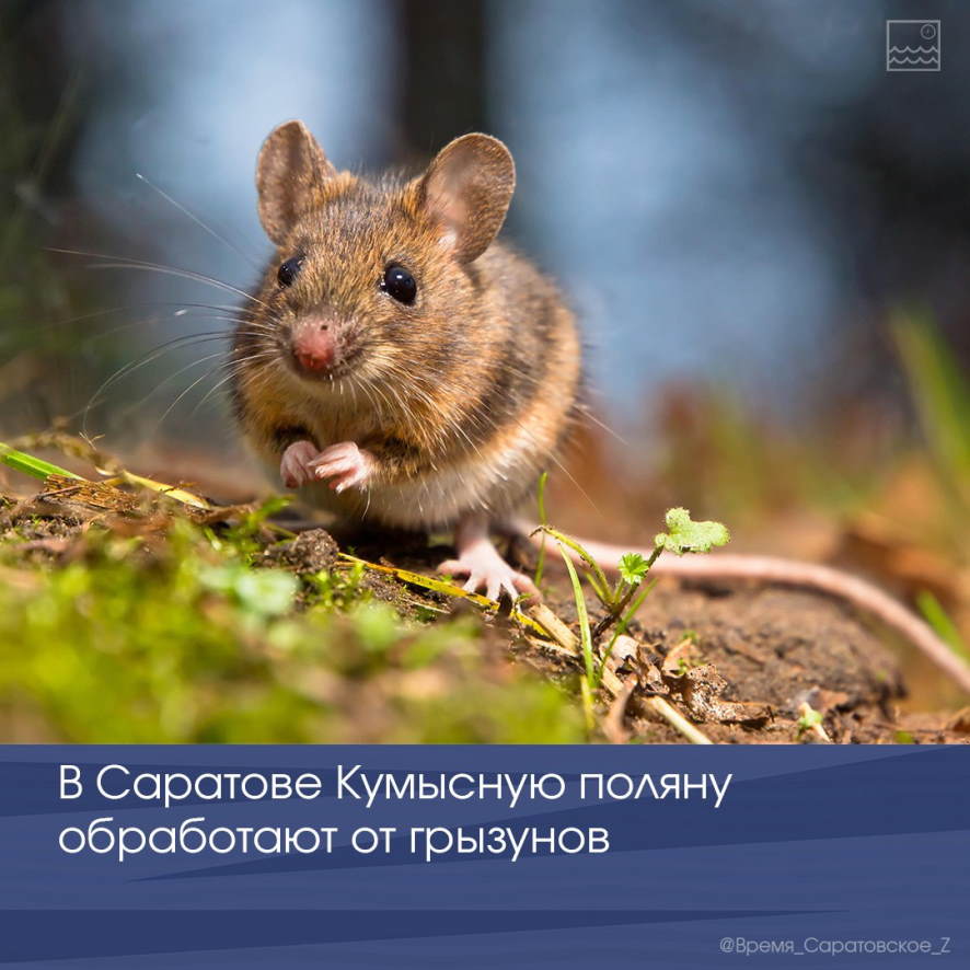 That is a mouse. That is a mouse