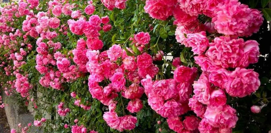 Уход за плетистой розой от посадки до цветения. Советы