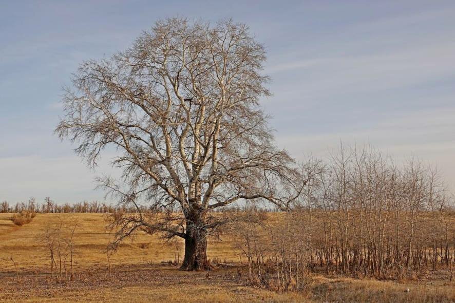 Белый тополь из Гагаринского района Саратова включен в реестр старовозрастных деревьев России
