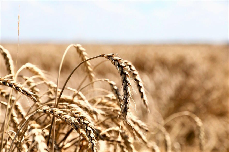 Впервые с начала масштабных фермерских протестов в Европе ряд стран сократили импорт украинского зерна более чем на 20%