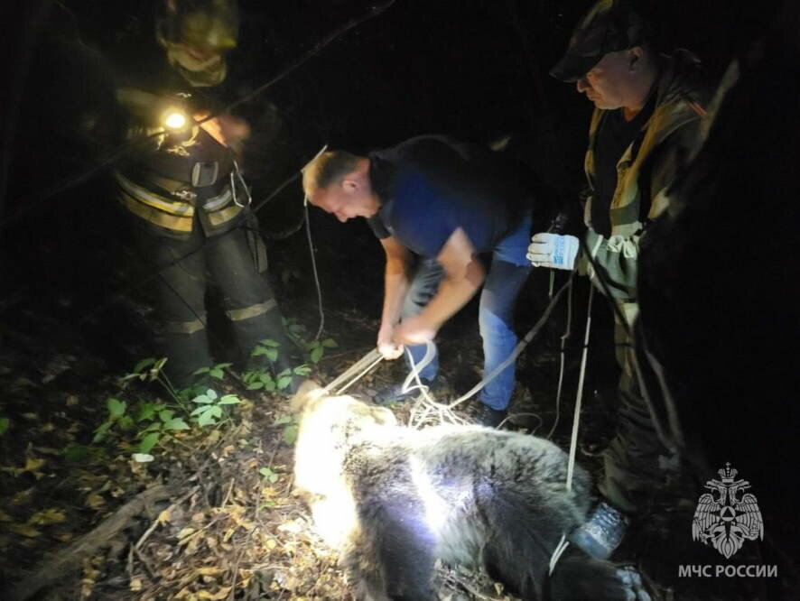 В Костроме сотрудники МЧС России помогли вернуться медведю в естественную среду обитания