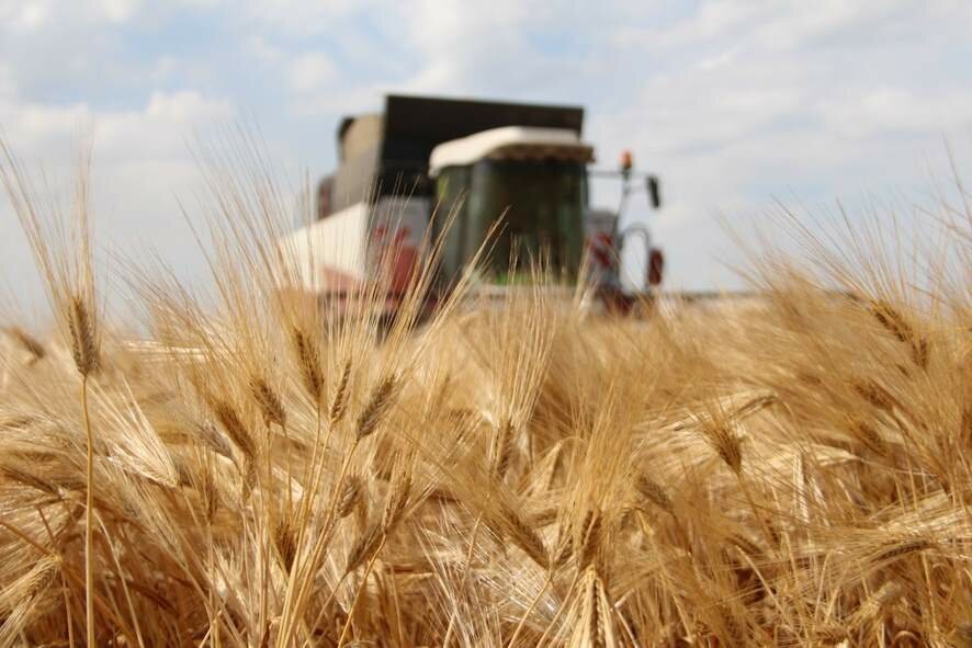 Польша, Венгрия и Словакия прекратят участие в работе платформы с ЕК по зерновым проблемам