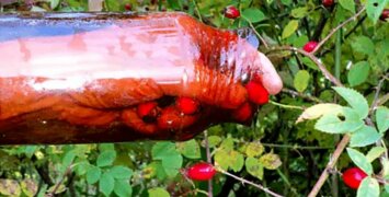 Сбор и сушка шиповника: секреты успешной заготовки