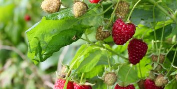 Как обрабатывать кусты малины и смородины