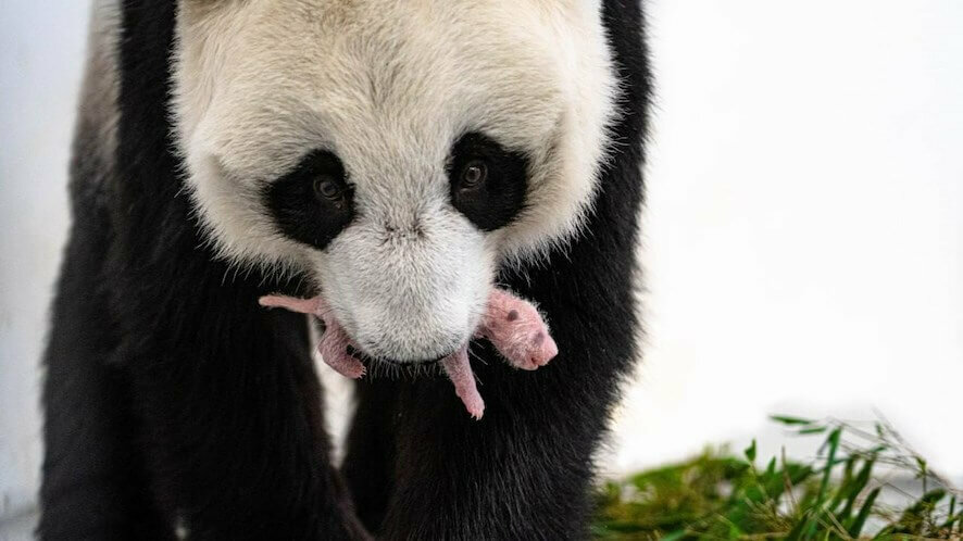 У малыша панды Диндин чернеют уши