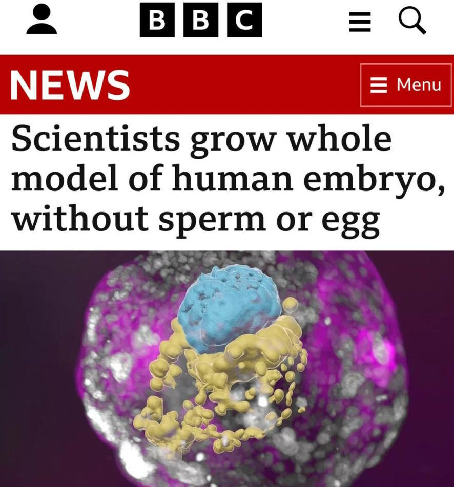 Ученые вырастили модель человеческого эмбриона, неотличимую от настоящего, без спермы и яйцеклетки