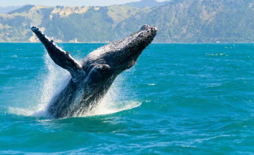 В Австралии кит напал на лодку с рыбаками, есть погибшие