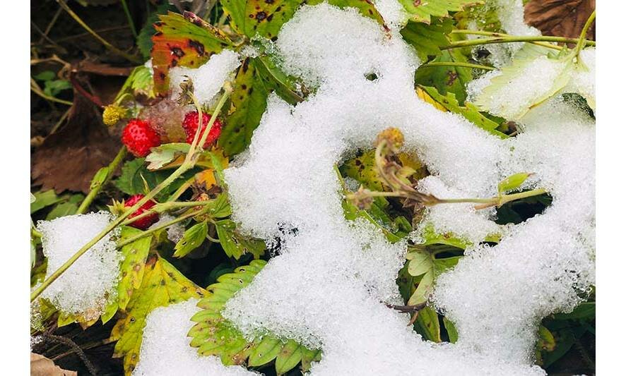 Как правильно подготовить клубнику к зиме