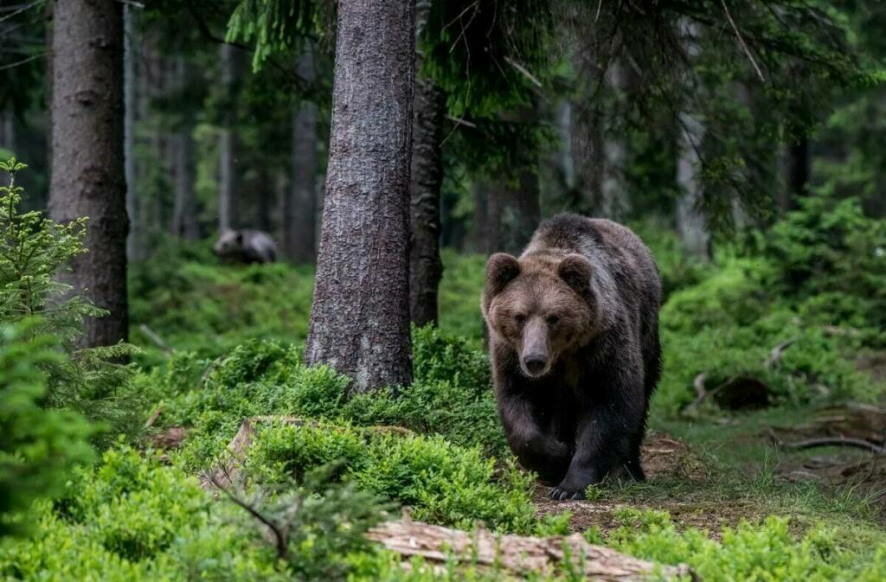В Коми медведь-шатун напал на бригаду лесозаготовщиков