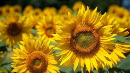 В Саратовской области собрали 2 миллиона тонн подсолнечника