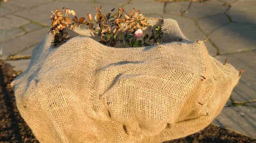 10 многолетников, которые не выносят вымокания при укрытии на зиму