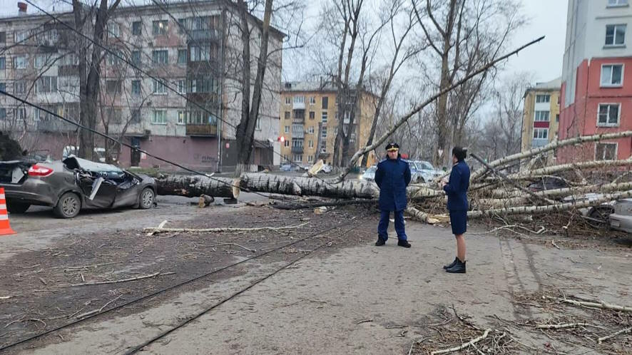 Прокуратура проводит проверку по факту гибели людей в результате падения дерева на автомобиль