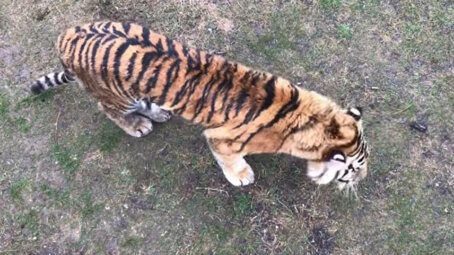 Тигр убил сотрудника мариупольского зоопарка