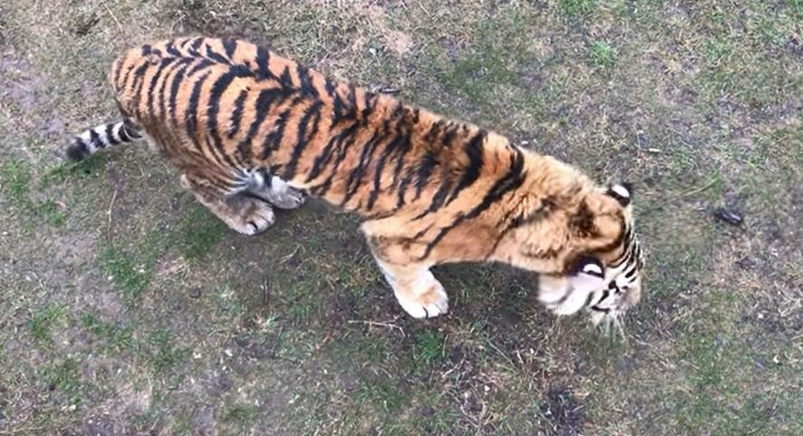В Приморье тигр запугал целое село
