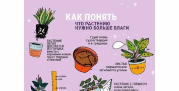 Названы правила полива комнатных растений