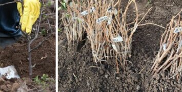 Секреты прикопки саженцев осенью