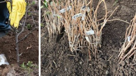 Секреты прикопки саженцев осенью