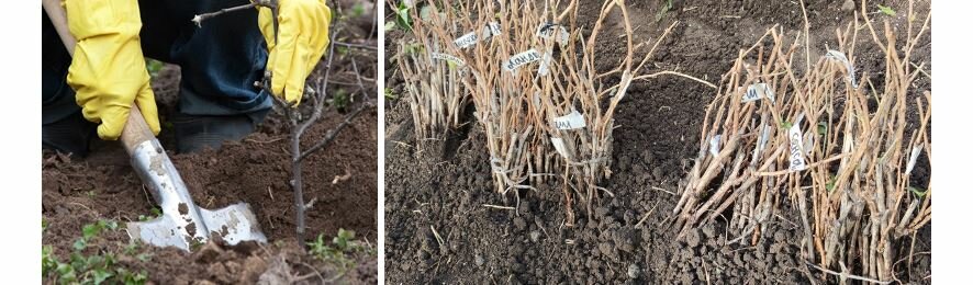 Когда и как прикапывать саженцы плодовых культур на зиму