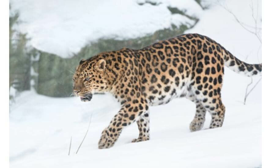 На Ставрополье ловят леопарда, совершившего дерзкий побег с частного подворья