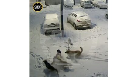 Стая бездомных собак напала на третьеклассницу в Новом Уренгое