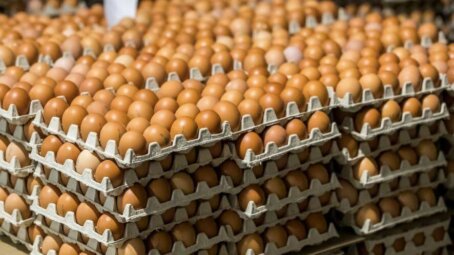 ФАС выявила сговор на рынке реализации куриных яиц в ДФО