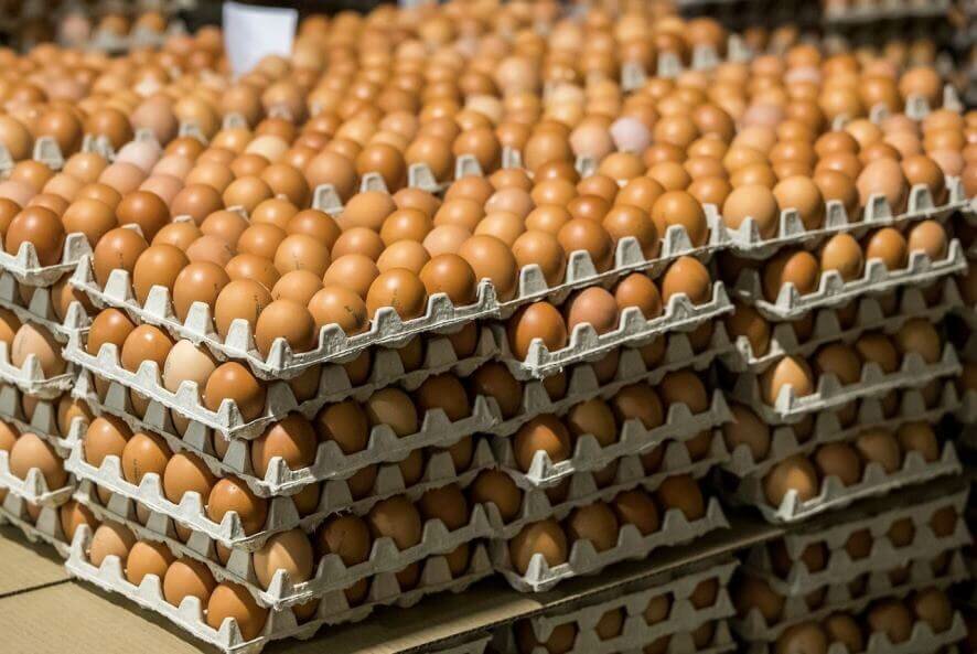 В Калужской области намерены кратно увеличить производство куриного яйца